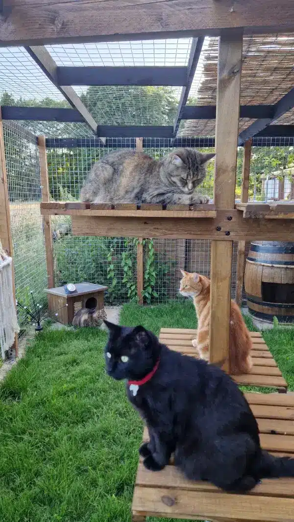 pension pour chat belfort espace collectif plus jardin